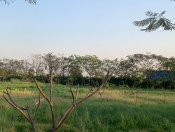 Development of green belt area