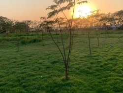 Development of green belt area