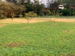 Development of Green Belt  area